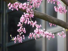 flowers09a (62)